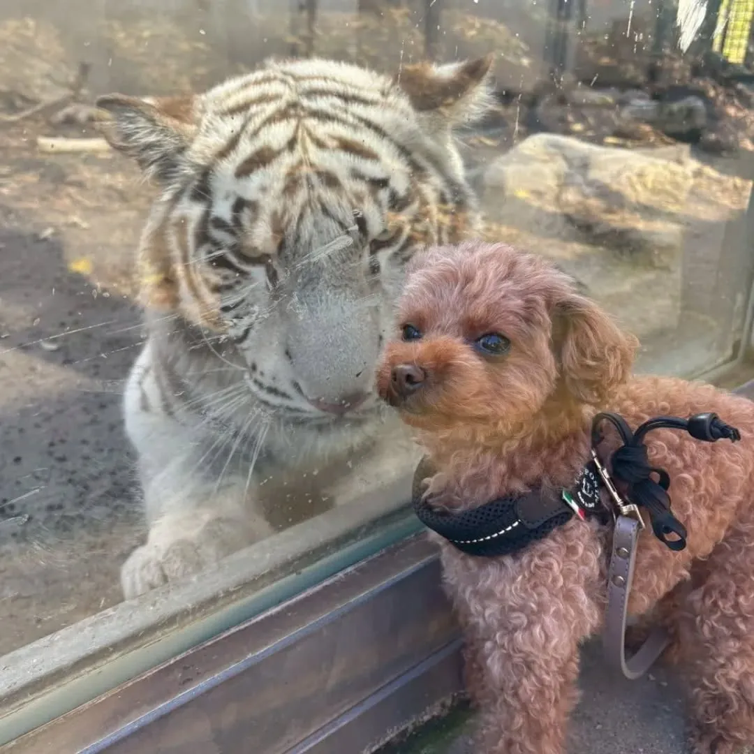 ホワイトタイガー